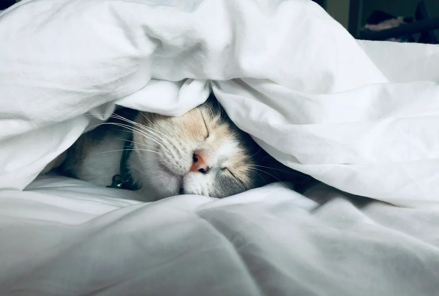 Cat sleeping peacefully under a soft white duvet in a cozy bed