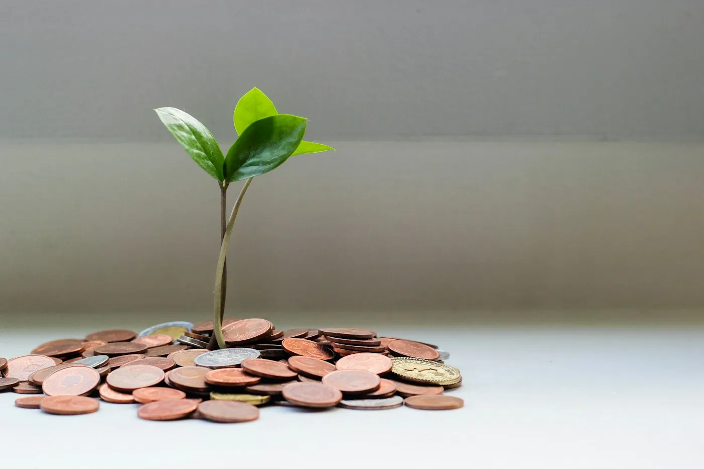 Green seedling growing out of a pile of coins, symbolizing savings growth